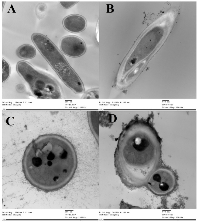 Figure 10