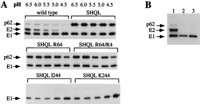 FIG. 5