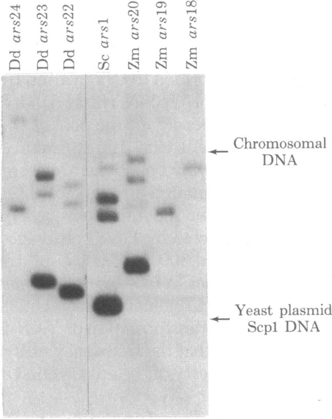 graphic file with name pnas00495-0184-a.jpg