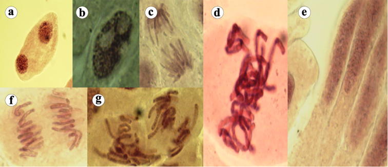 Fig. 3c