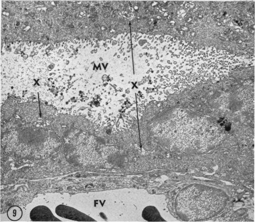 Fig. 9