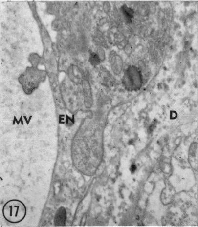 Fig. 17