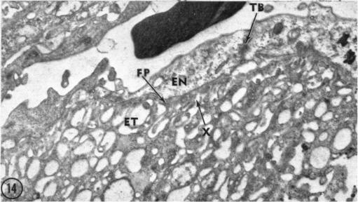 Fig. 14