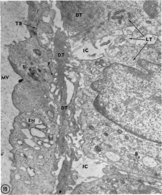 Fig. 19