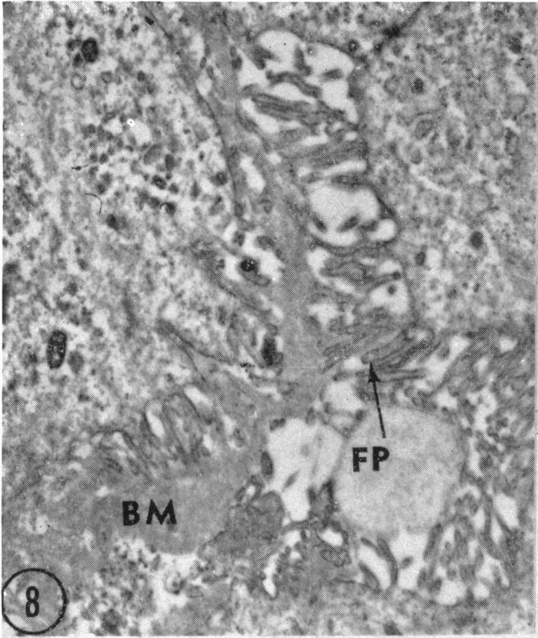 Fig. 8