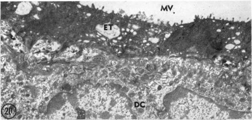 Fig. 20