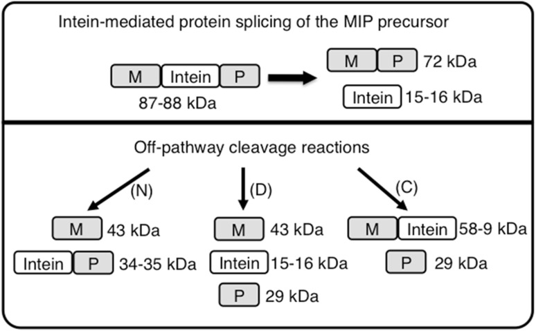 Fig. 2