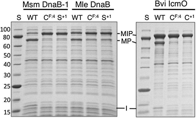 Fig. 3