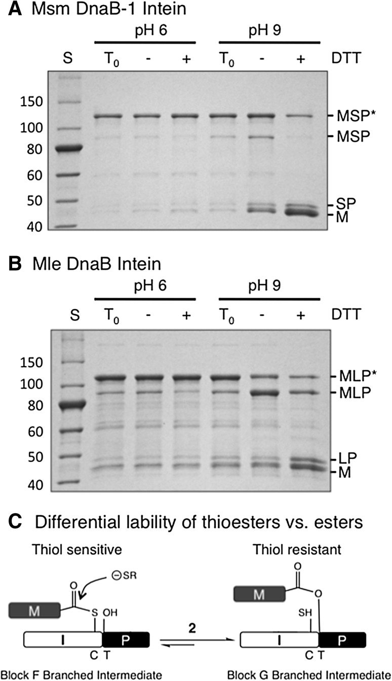 Fig. 4