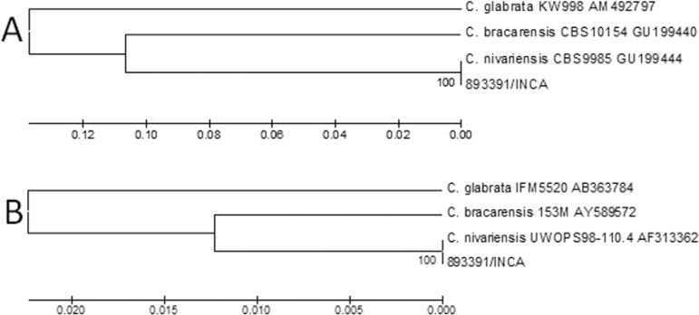 Dendrograms based on analysis of internal transcribed spacer (ITS) (A) and
D1/D2 (B) regions of the 893391 strain and sequences from GenBank. The
evolutionary histories of both trees were inferred using the UPGMA method. The
percentage of replicate trees in with the associated taxon clustered in the
bootstrap test (1,000 replicates) is show next to the branches. The
evolutionary distances were computed using the maximum composite likelihood
method and were in expressed as the number of base substitutions per site.
There were 700 ITS and 580 D1/D2 positions in the final dataset.