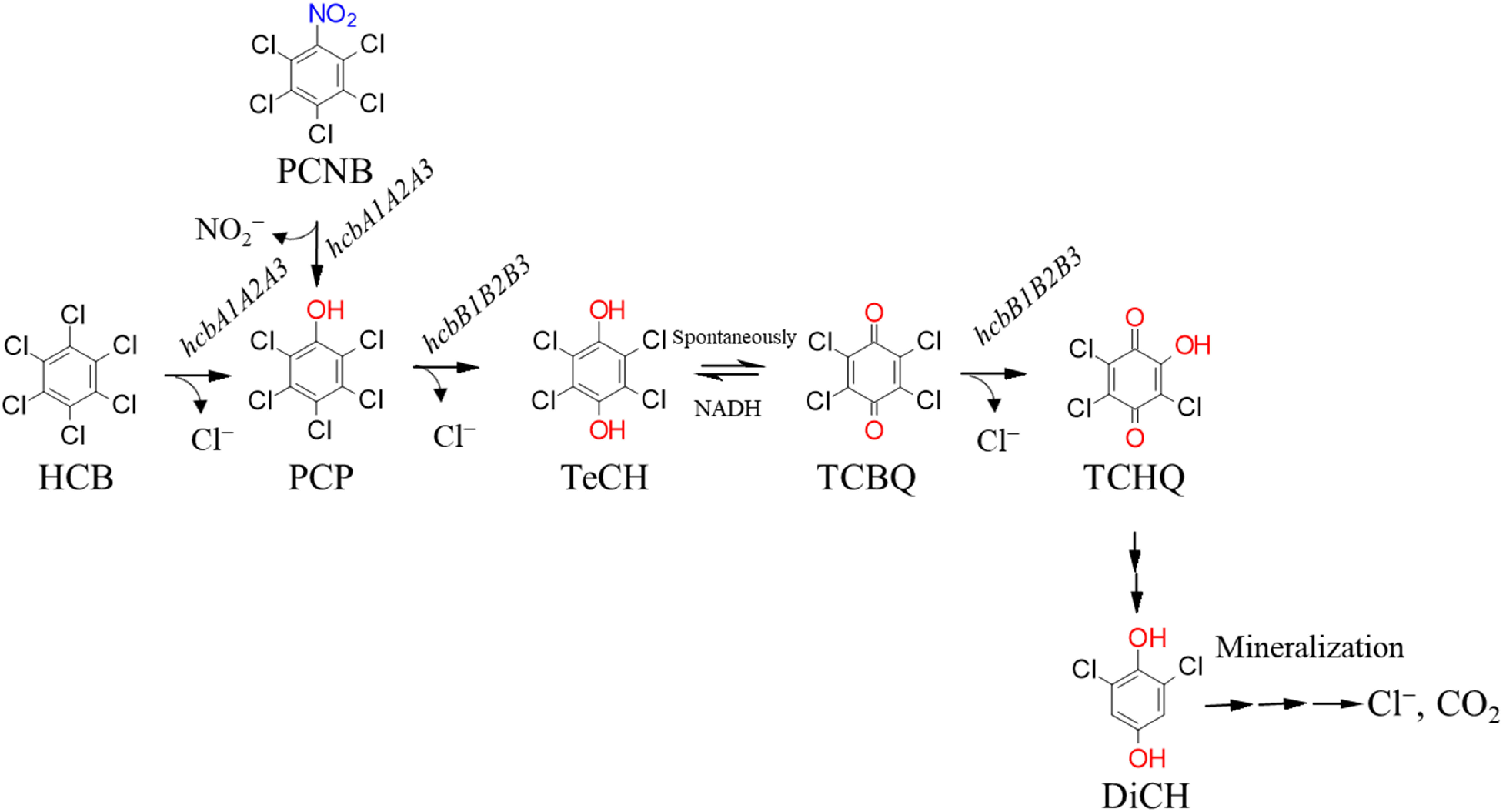 Fig. 1. Proposed pathway for the aerobic degradation of HCB and PCNB employed by the strain PD653. The genes involved at each catabolic step are indicated.