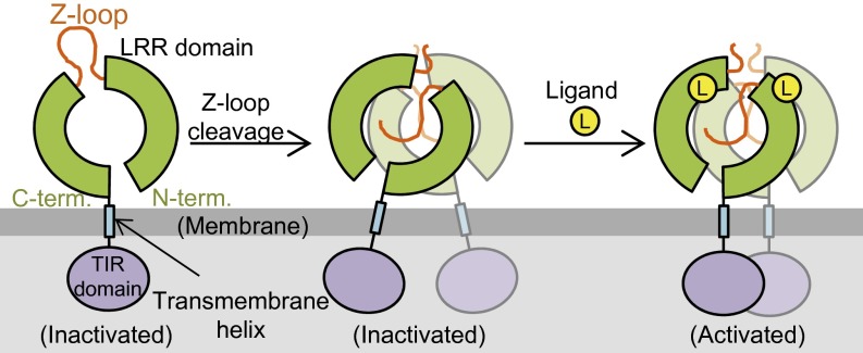 Fig. 6.