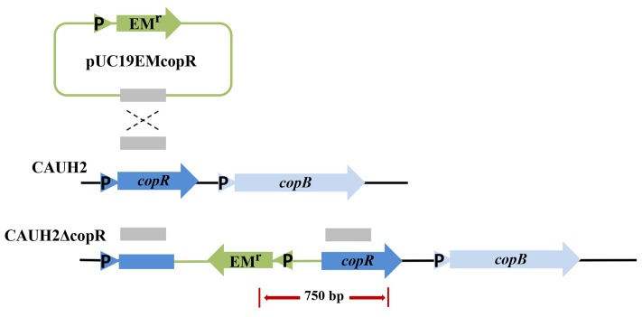 FIGURE 3