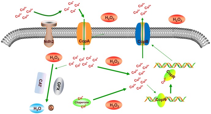 FIGURE 9