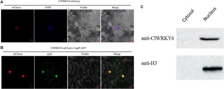 FIGURE 4