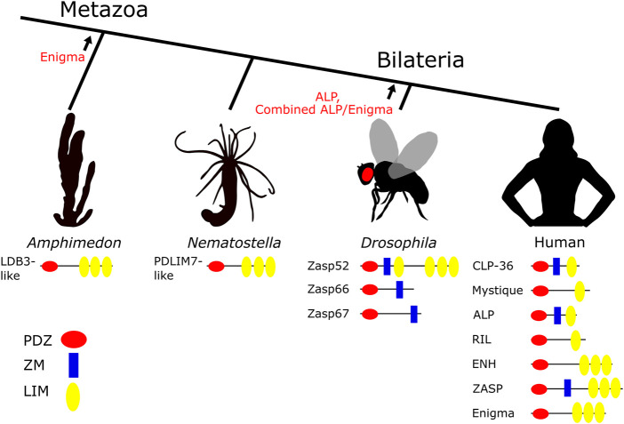 FIGURE 1