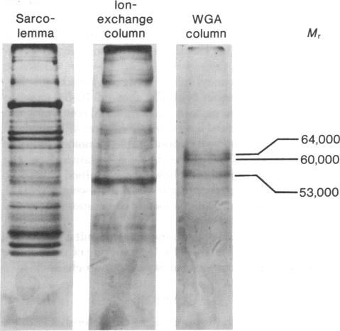 graphic file with name pnas00666-0086-a.jpg