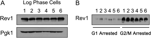 Figure 4.—