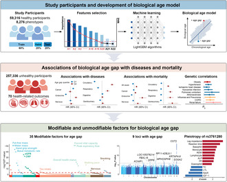 graphic file with name ACEL-22-e13995-g007.jpg