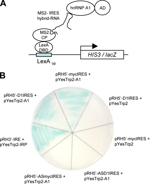 FIGURE 2.