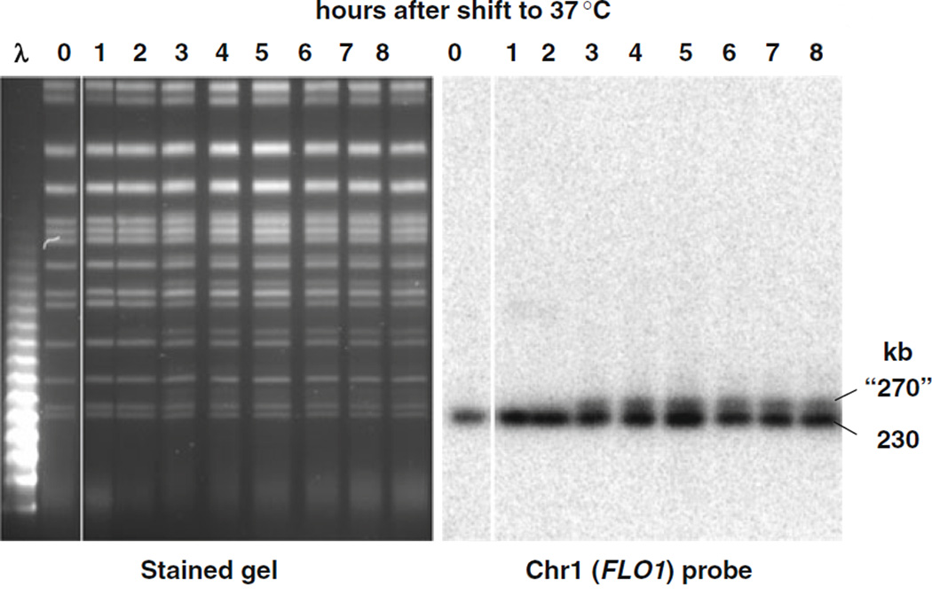 Fig. 2.4