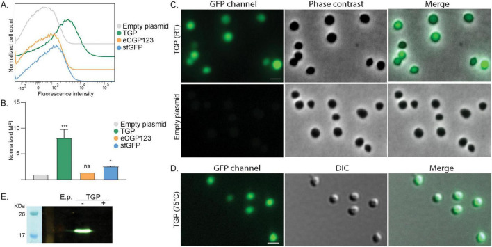 FIGURE 1