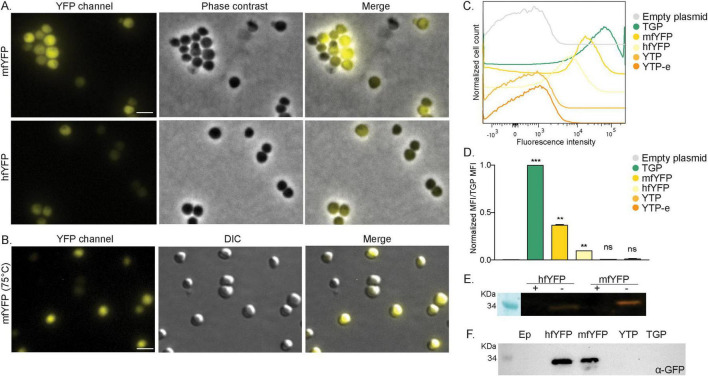 FIGURE 4