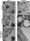 FIG 7
