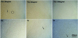 <b>FIG. 2.</b>