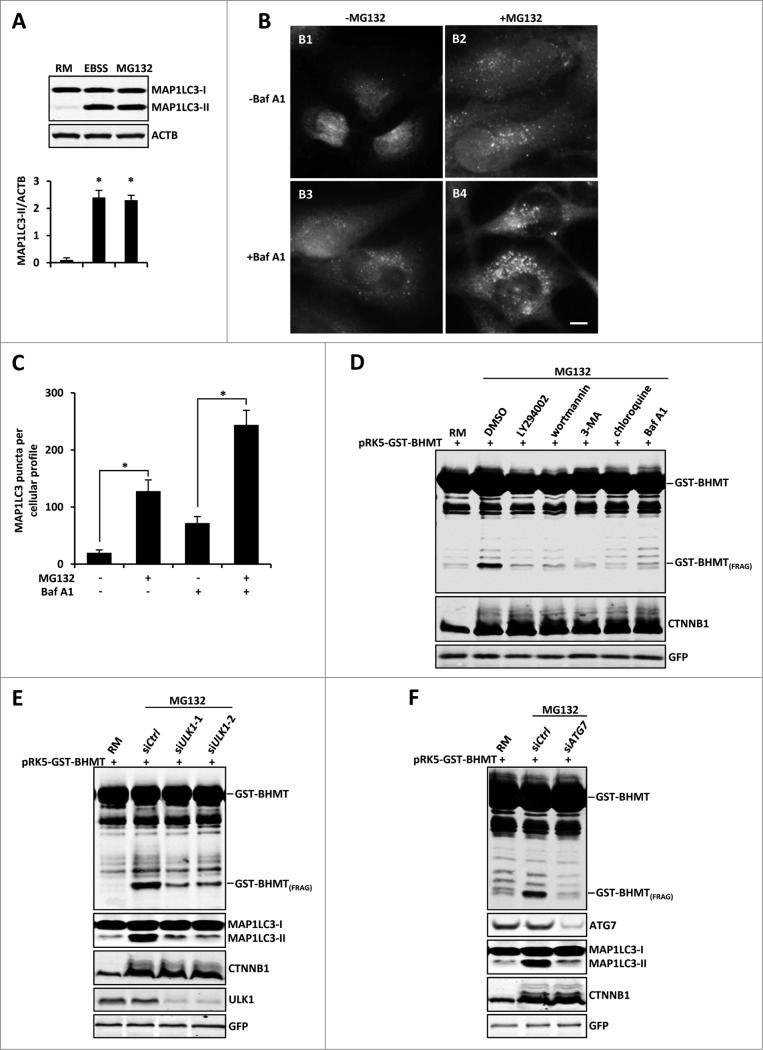 Figure 2 (See previous page).