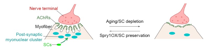 Figure 4—figure supplement 3.