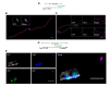 Figure 3—figure supplement 1.