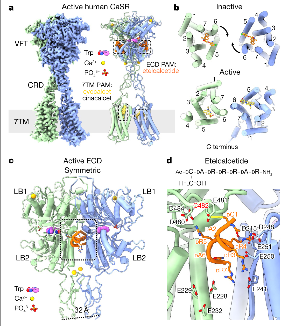 Asymmetric activation of the calcium-sensing receptor homodimer - PMC