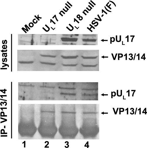 FIG. 5.