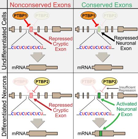 graphic file with name nihms-813368-f0001.jpg