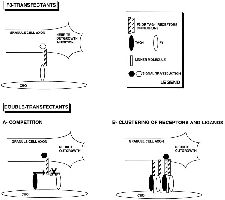 Fig. 12.