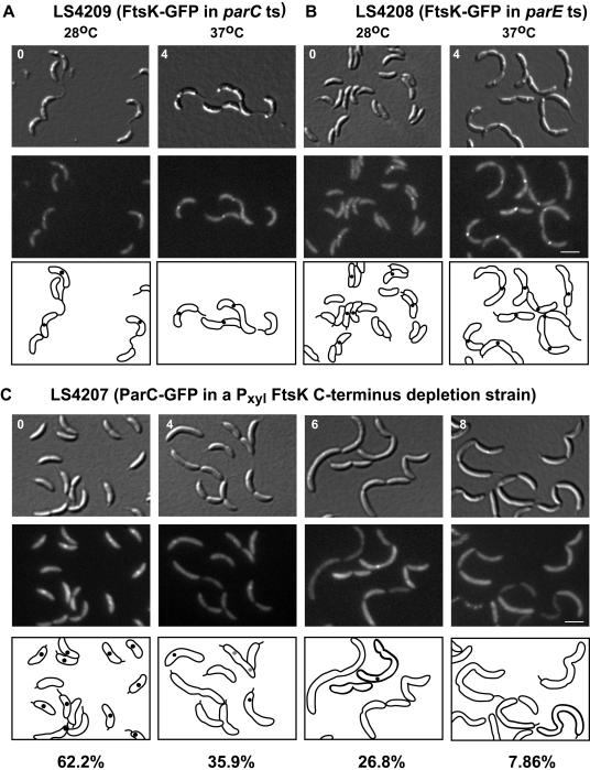 FIG. 6.