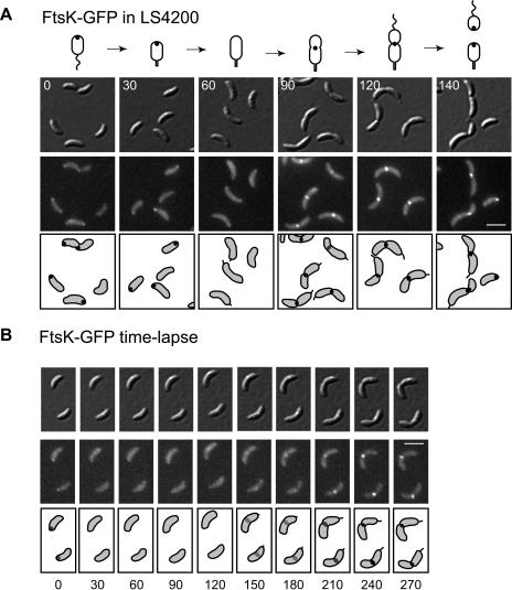 FIG. 3.