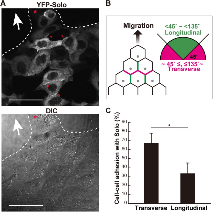 FIGURE 4: