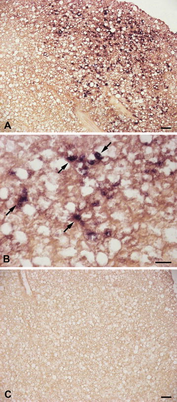 Fig. 8