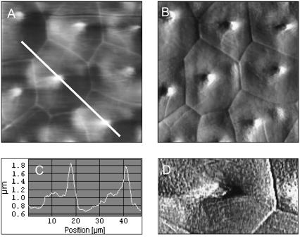 FIGURE 3