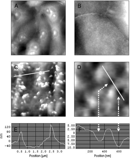 FIGURE 2