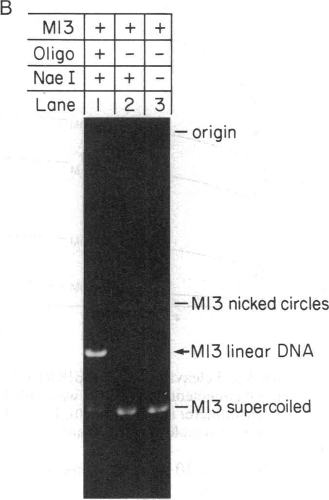 graphic file with name pnas00291-0083-b.jpg