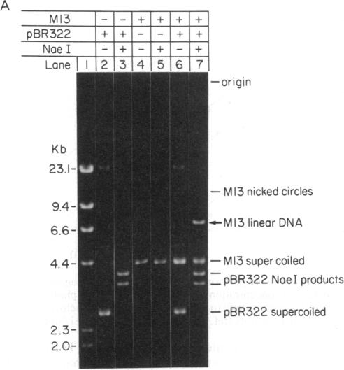 graphic file with name pnas00291-0083-a.jpg