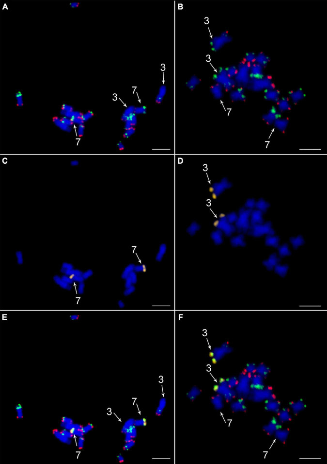 FIGURE 4