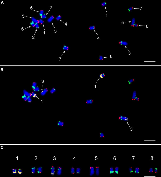 FIGURE 2