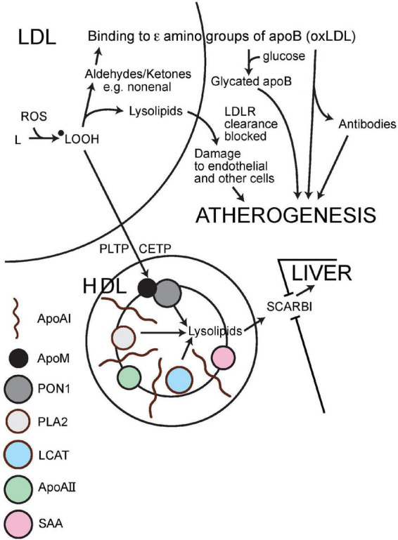 FIGURE 4