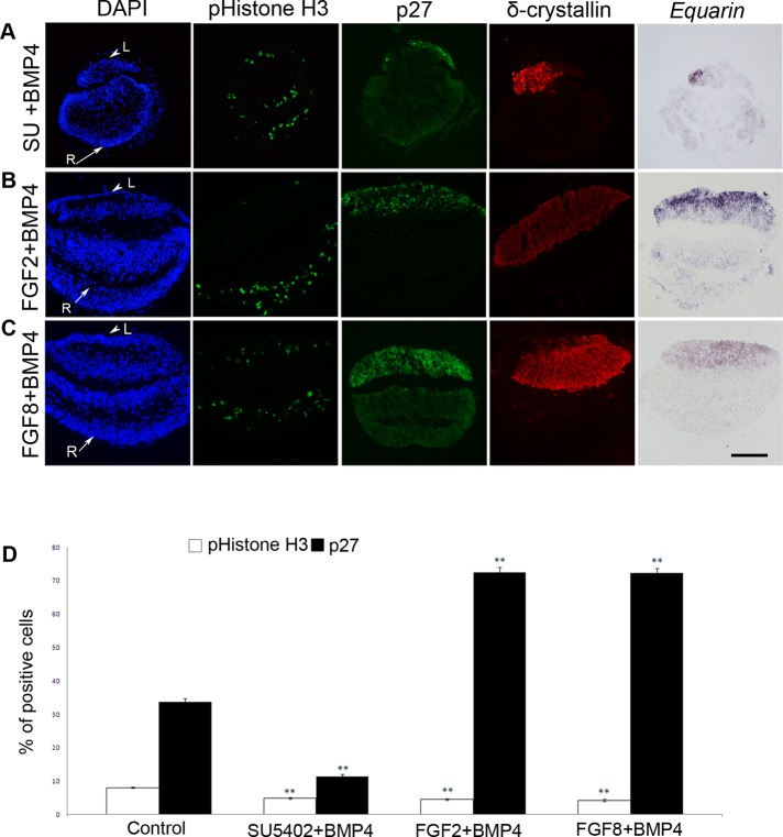 FIGURE 6: