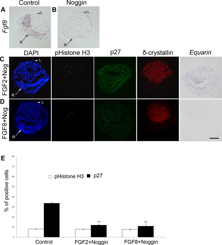 FIGURE 5: