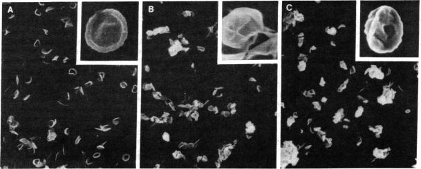 graphic file with name pnas00656-0163-a.jpg